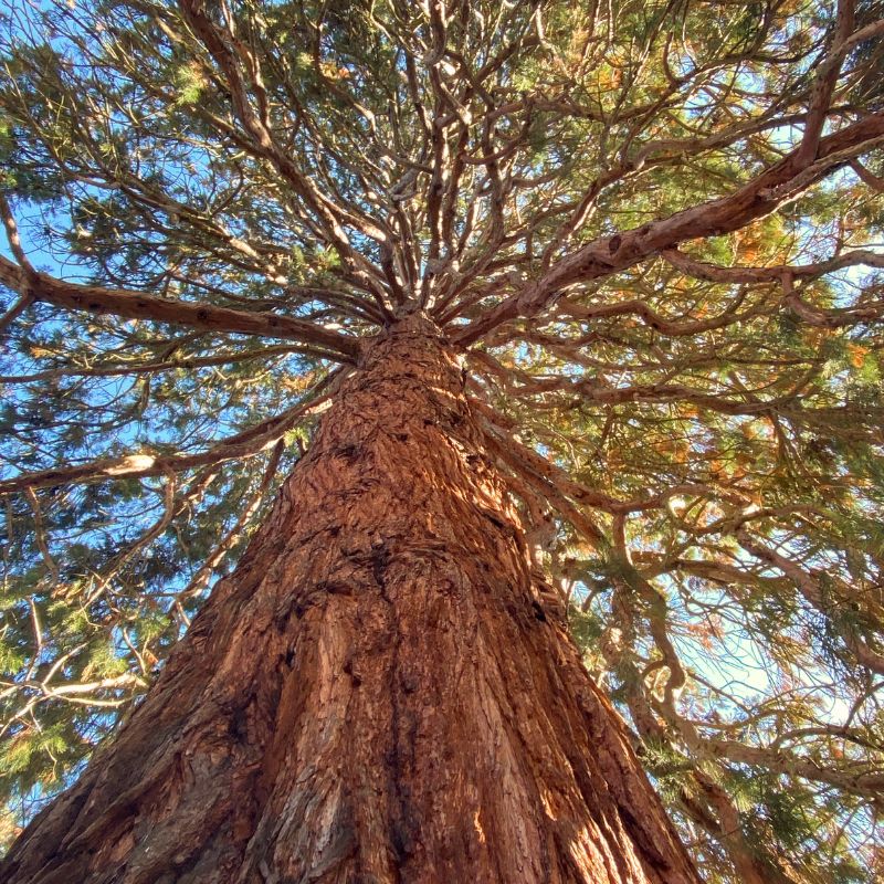 Paysagisme - arbre Genève